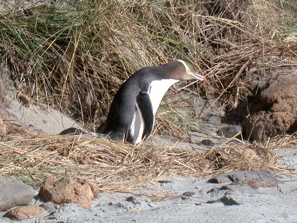 Yellow Eyed Penguin
